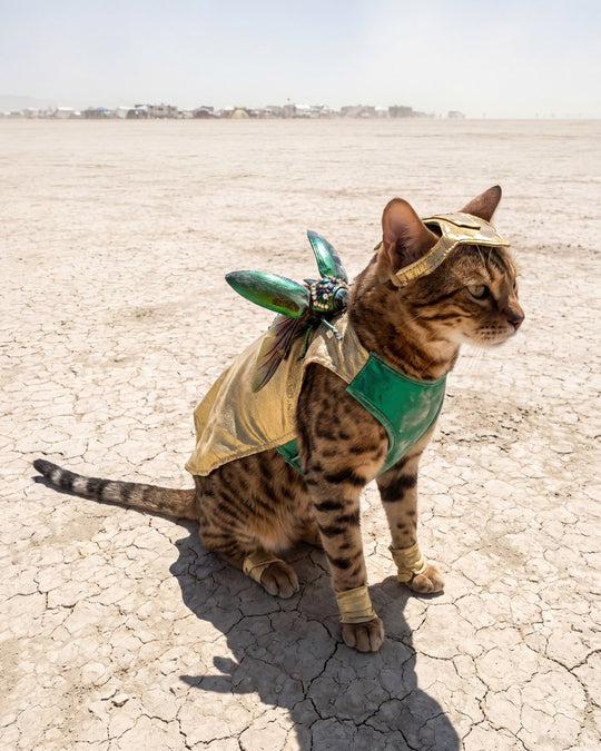 Scarab King